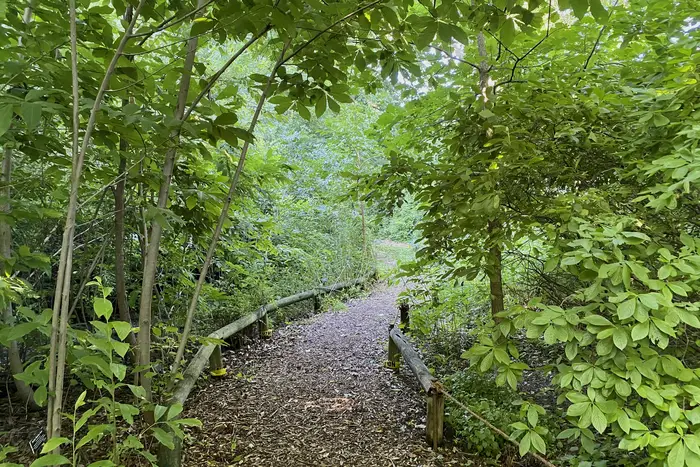 A woodland trail in the Brooklyn Botanic Garden
